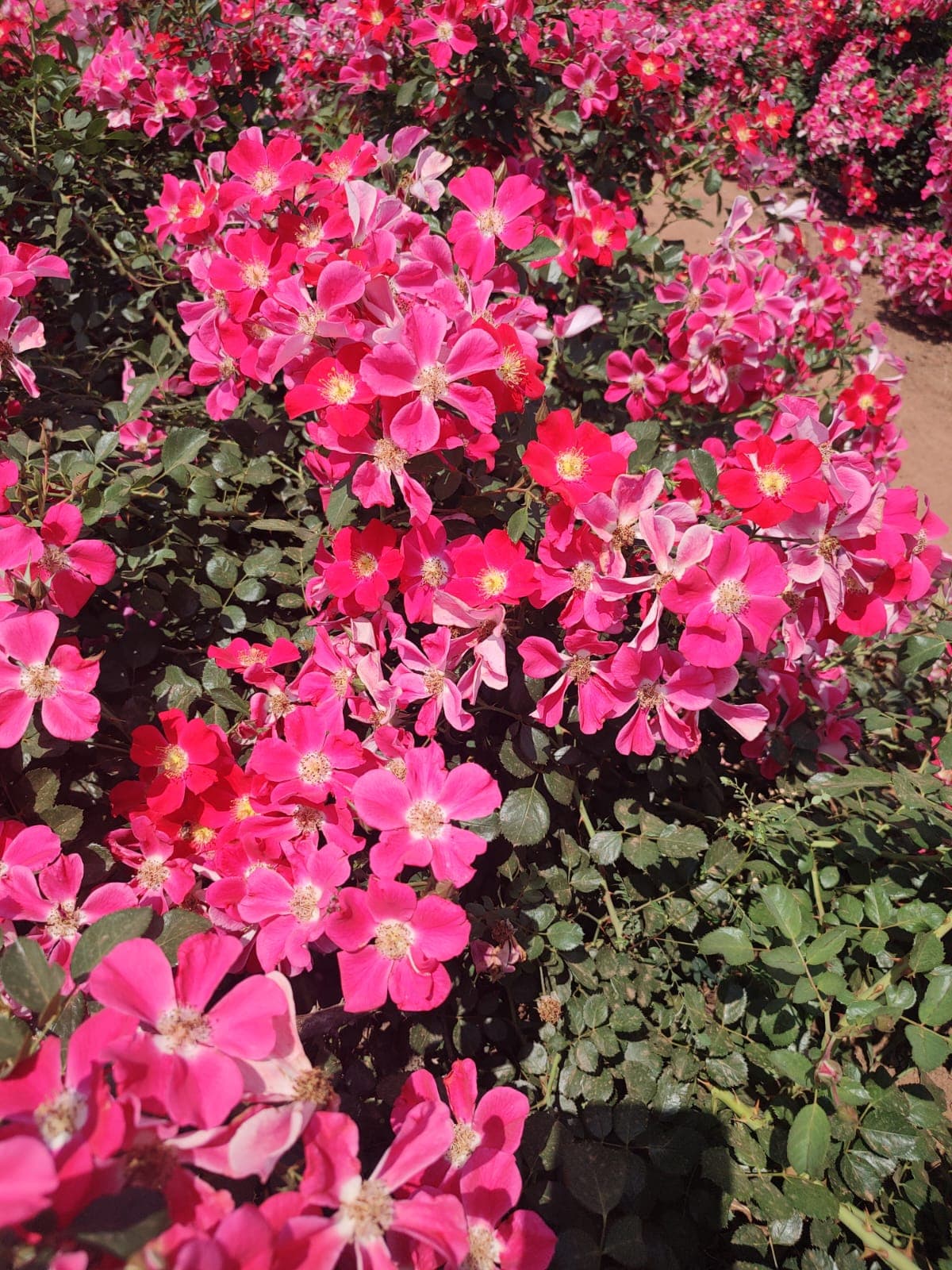 Holambra – Cidade das Flores — foto 9