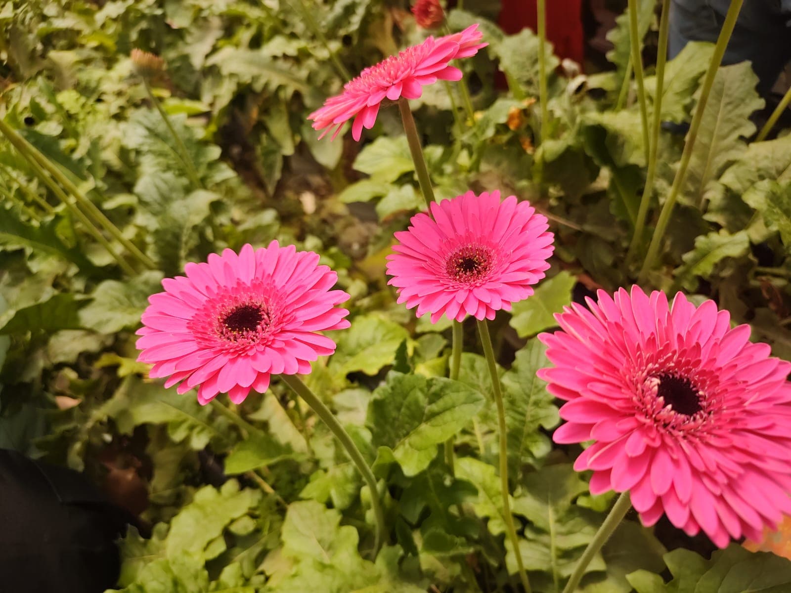 Holambra – Cidade das Flores — foto 11