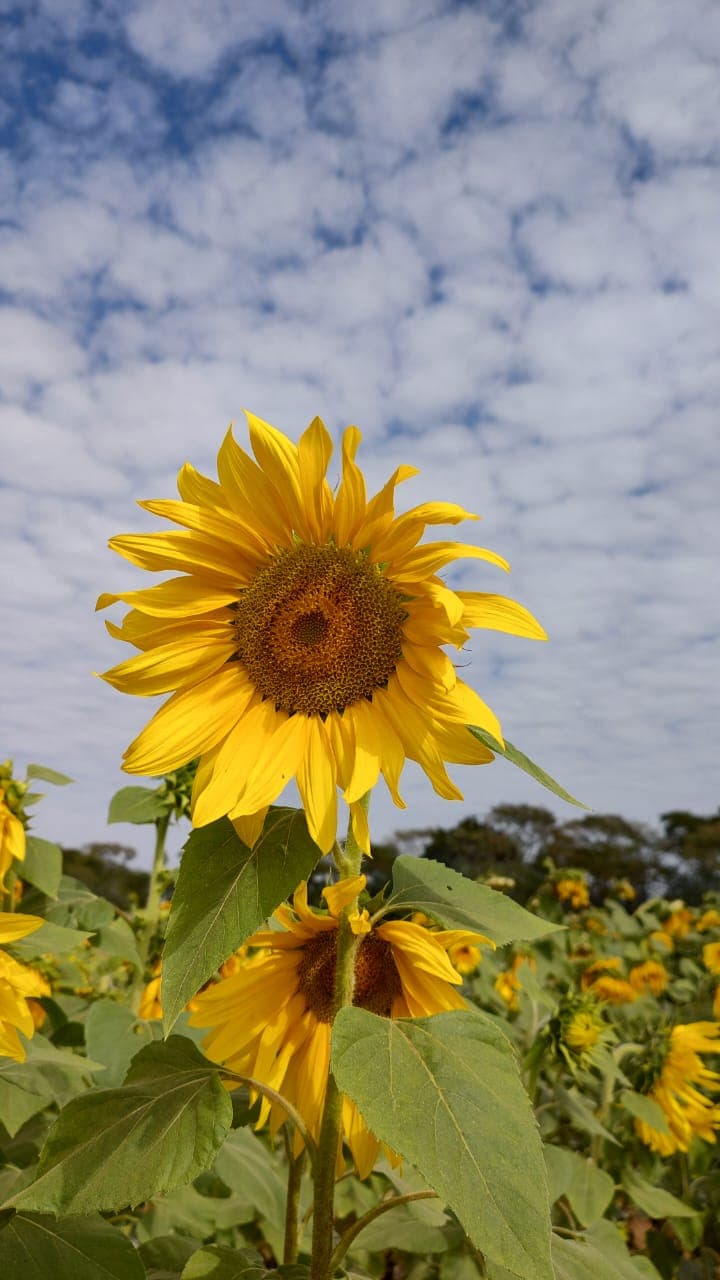 Holambra – Cidade das Flores — foto 14