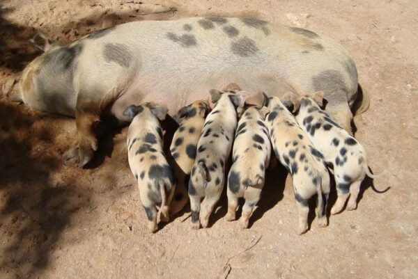 Águas de Lindóia e Fazenda Morro Pelado - SP | Bate e Volta - Imagem 4